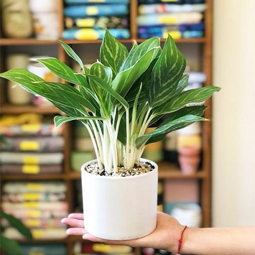 Bạch Mã Hoàng Tử là một trong những cây cảnh hợp mệnh Kim, mang ý nghĩa của sự sang trọng lịch lãm. Bên cạnh việc lọc khí, bảo vệ sức khoẻ nó còn là loài cây tượng trưng cho sự vươn lên, tiến tới, thuận lợi trong công việc.