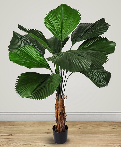 Cây cọ nhật còn được gọi là cây kè nhật là một cây thân gỗ thuộc họ cau cây có nguồn gốc từ các nước ôn đới sau đó lan rộng ra các nước khác trong đó có Việt Nam. Bên cạnh việc xua đuổi côn trùng như ruồi muỗi… cây còn mang khả năng thanh lọc không khí, bụi bẩn trả lại môi trường sống trong sạch, lành mạnh. Ngoài ra chúng còn tượng trưng cho sự giàu sang, tiền tài.