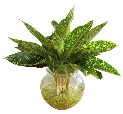 Cây cung điện vàng tượng trưng cho sự tráng lệ, sang trọng, mang vẻ đẹp đầy cuốn hút. Chúng được ví như bùa hộ mệnh bởi nó giúp gạt bỏ điềm xấu, mang lại sự may mắn, vận khí tốt cho chủ nhân. Không những thế, cây cung điện vàng còn giúp điều hòa không khí, bảo vệ sức khỏe, mang lại không gian trong lành cho ngôi nhà.