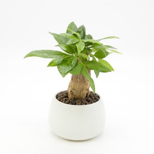 Cây kim ngân tượng trưng cho sự giàu có, phú quý, là cây cảnh được đề cử hàng đầu đối với người thuộc mệnh Hoả. Trồng cây kim ngân ở bàn làm việc giúp mang lại sự bình yên, thoải mái.