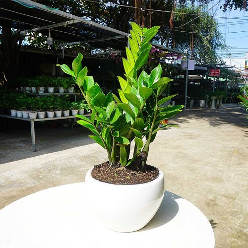 Cây kim tiền là loại cây mang ý nghĩa tượng trưng cho tài lộc.