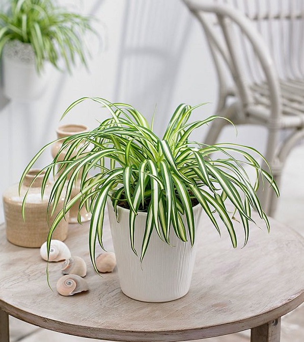 Lan bạch chi còn có tên gọi khác là cây Dây Nhện. Nhiều người thường e ngại khi trồng loài cây này bởi nghĩ cái tên của nó sẽ mang lại nhiều sự rối rắm cho cuộc sống, tài lộc. Tuy nhiên, không những chúng mang lại nhiều may mắn, an lành cho gia chủ mà còn có hiệu quả tích cực trong việc bảo vệ sức khoẻ con người.