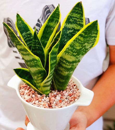 Cây lưỡi hổ có khả năng lọc sạch không khí, hấp thụ 107 loại khí độc hại, bảo vệ sức khoẻ con người. Bên cạnh đó nó còn mang ý nghĩa của sự quyết đoán, thể hiện ý chí vươn lên của con người.