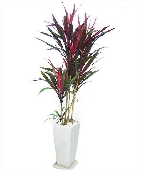 Cây phất dụ là loài cây mang lại may mắn, rất dễ trồng và chăm sóc. Đây là loài cây được nhiều người ưa chuộng và thường được đặt ở nơi làm việc hoặc nơi ở, mang lại nhiều ý nghĩa phong thuỷ tích cực.