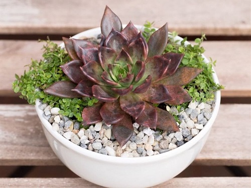 Cây sen đá nâu là một loại cây dễ trồng, lá có dạng bầu, dày dặn và cứng cáp, các lá mọc tròn bao quanh thân tựa như hình dáng hoa sen. Trong phong thuỷ, cây sen đá nâu tượng trưng cho tấm lòng son sắc trong tình yêu, nó còn mang lại nhiều may mắn, tài khí cho gia chủ.