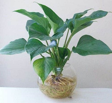 Người ta thường trồng một chậu thanh tâm với mong muốn có được sự bình an, thư thái, thanh thản tâm hồn. Đây là loại cây được trồng khá phổ biến hiện nay với khả năng lọc không khí, loại bỏ các chất hữu cơ dễ bay hơi, các chất gây ngộ độc cho con người.