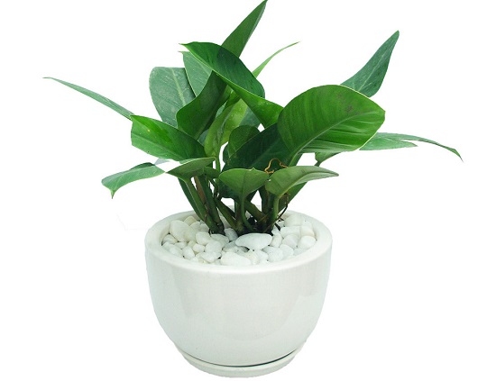 Cây trầu bà đế vương xanh đại diện cho uy quyền, giúp gia chủ gặp nhiều may mắn, công việc thuận lợi. Ngoài ra nó còn có công dụng lọc khí độc, hút bức xạ ở các thiết bị như máy tính, điện thoại, lò vi sóng…