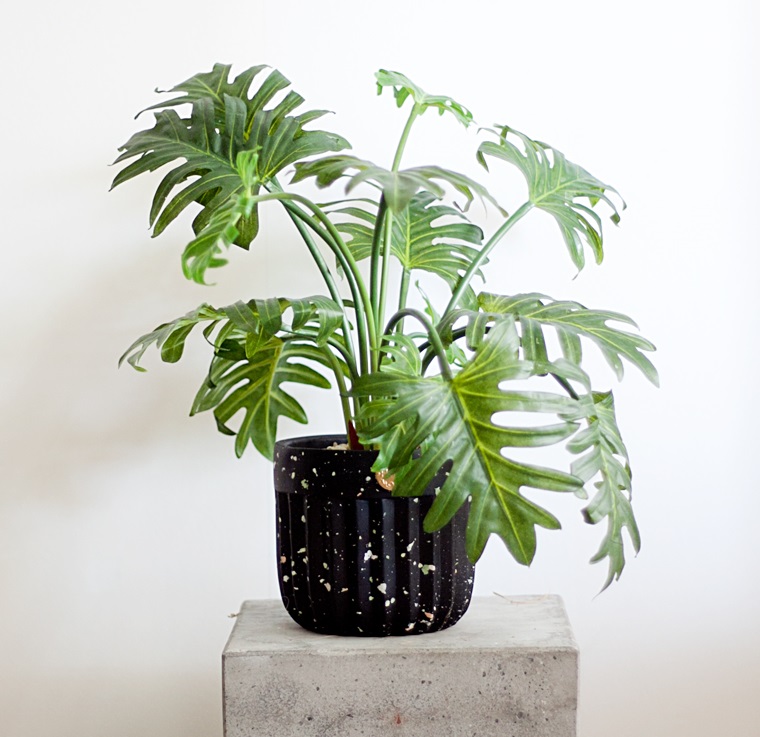 Trúc lưng rùa còn có tên gọi khác là trầu bà lá xẻ, nó hội tụ đủ hai yếu tố: trúc mang ý nghĩa của sự phú quý, tài lộc còn rùa tượng trưng cho sự bền vững lâu dài, là vật trường thọ. Vì thế đã từ lâu loại cây này được xem là biểu tượng của sự cát tường, viên mãn, có thể dùng để thu hút nguồn năng lượng tốt cho gia chủ.