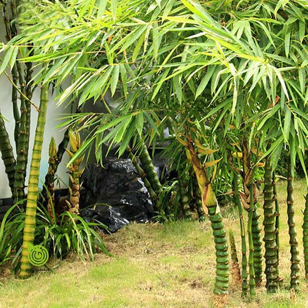 Trúc quan âm là loại cây được nhiều gia đình ưa chuộng bởi vẻ đẹp thẩm mỹ cao và khả năng cải thiện nguồn năng lượng sống cho gia chủ. Chúng là biểu tượng của sự phú quý, cát tường, giàu sang. Có thể dễ dàng nhận biết trúc quan âm qua qua đặc điểm cơ thể là có nhiều đốt trúc và sát gần nhau.