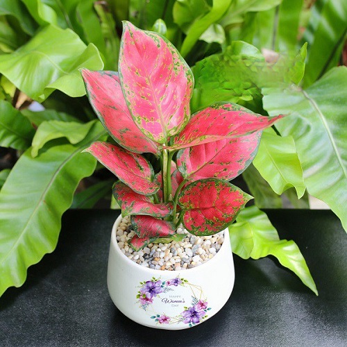 Trong phong thủy, nếu trồng Vạn Lộc trong nhà sẽ mang lại cảm giác bình yên, xua đi những điều không may mắn cho gia chủ. 