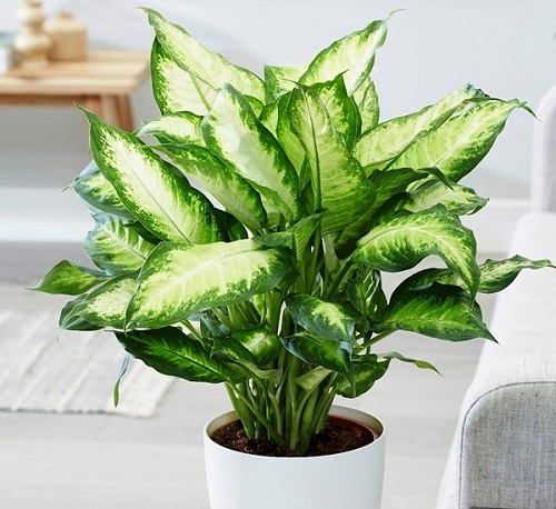 Vạn niên thanh là loài cây sống rất lâu, biểu tượng của sự trường thọ.