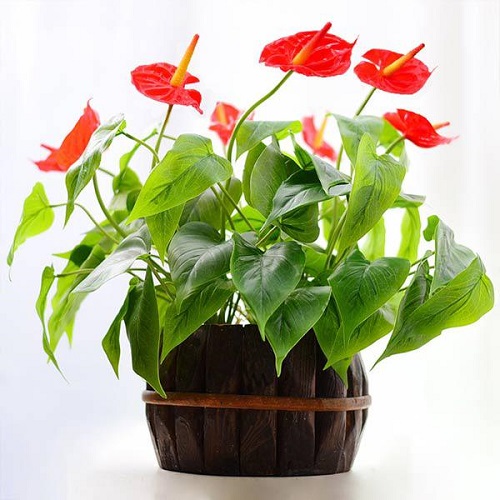 Hồng môn là loại cây phong thủy là biểu tượng của sự bền bỉ, thể hiện sự may mắn, mang đến phú quý cát tường giúp gia chủ thuận lợi trong việc làm ăn.