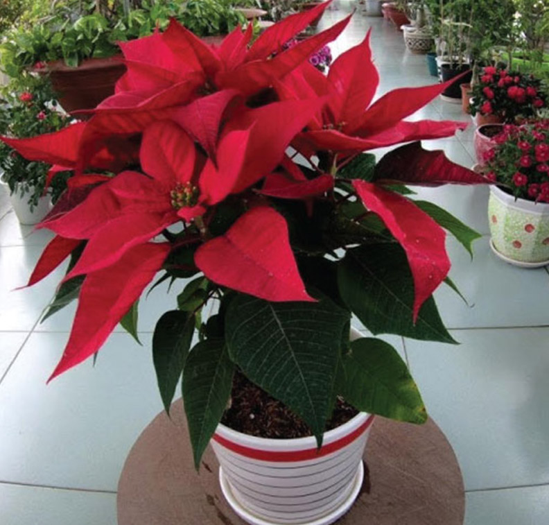 Cây Trạng Nguyên