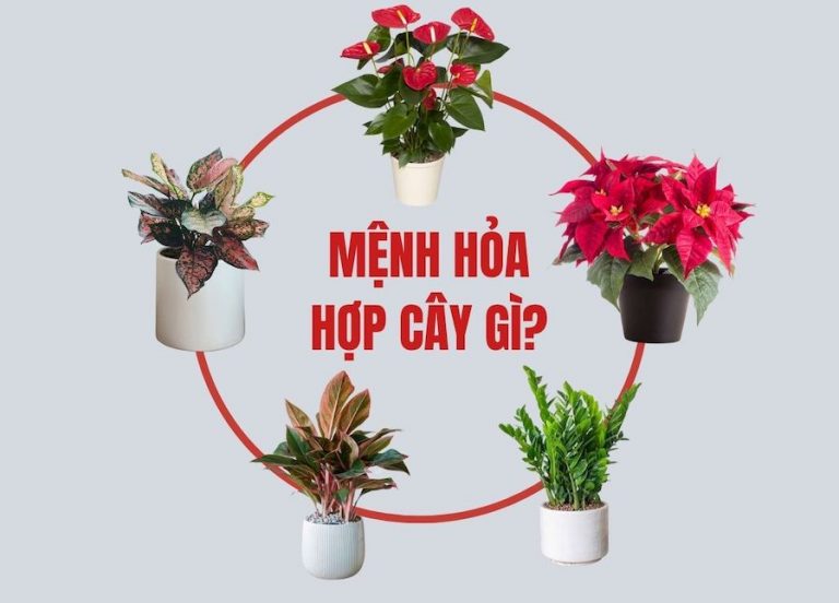Mệnh Hỏa Hợp Cây Gì?