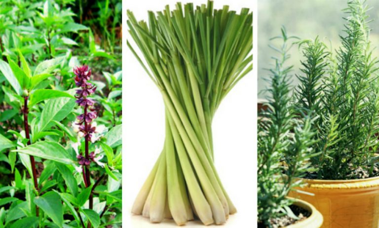 Các loại cây đuổi muỗi, đuổi côn trùng