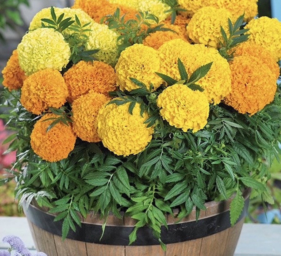Cây Cúc Vạn Thọ (Marigold)