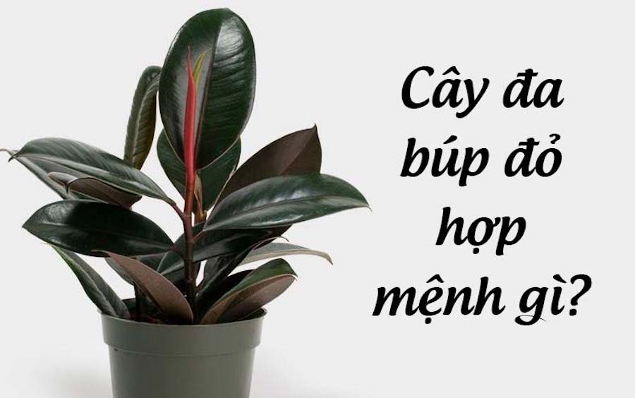Cây đa búp độ hợp mệnh gì? 
