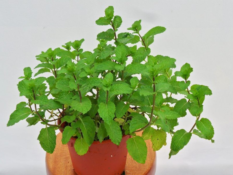 Trong nhà bếp nên để cây gì?