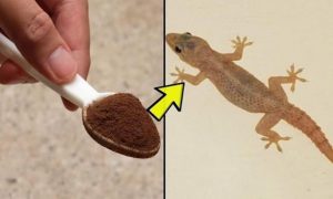 Cách Đuổi Thạch Sùng Trong Nhà