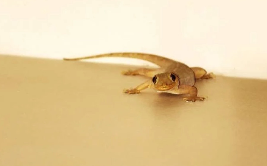 cach duoi thach sung 02