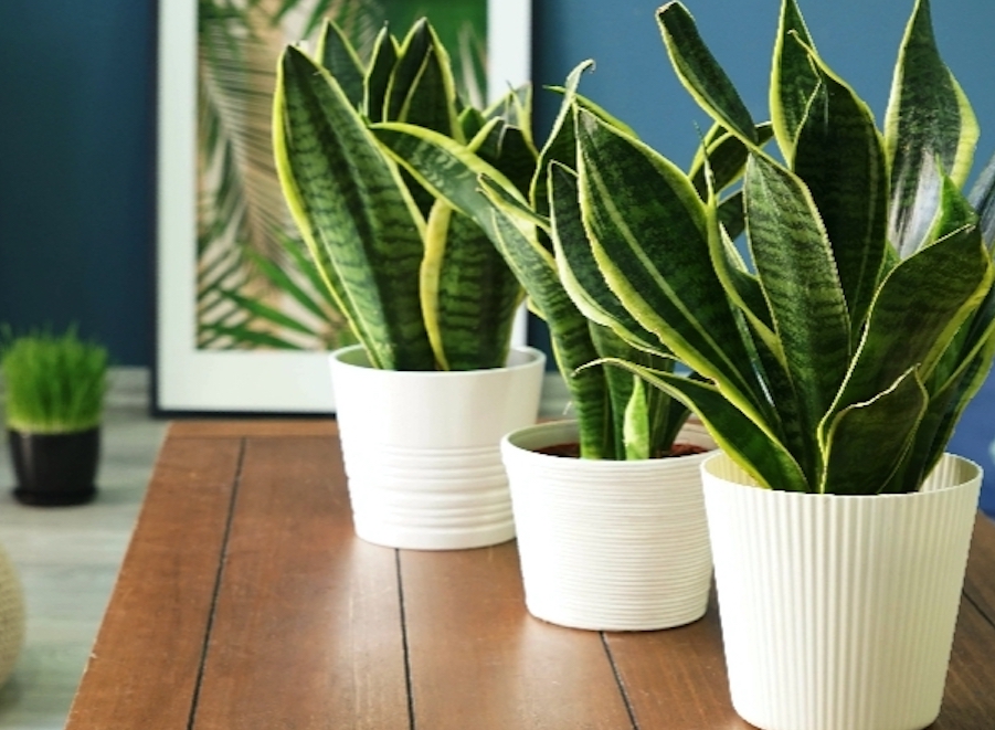 cach khu mui son nha 03