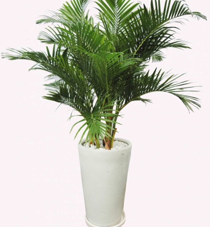 cay co areca 01