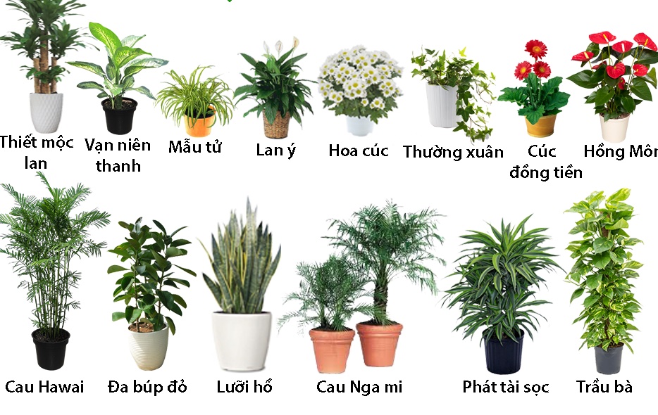 Cây Trong Nhà Lọc Không Khí 