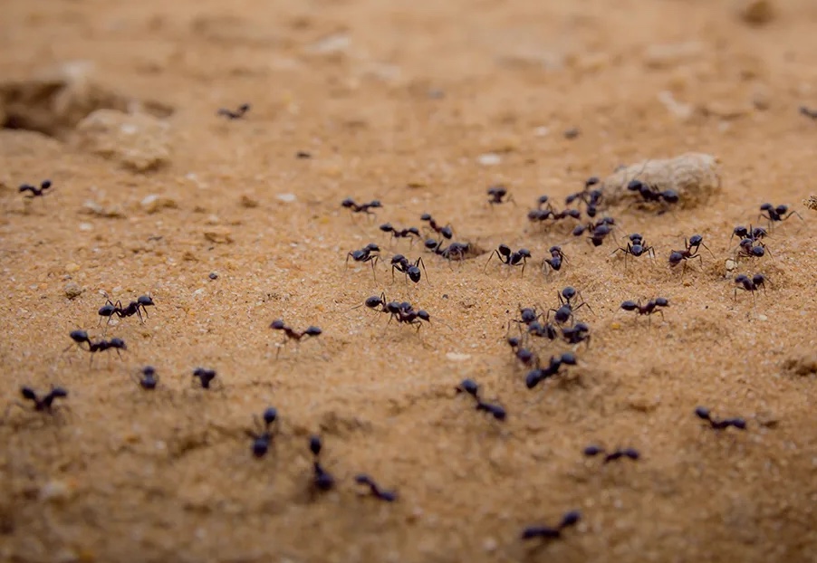 kien lam to trong nha 01