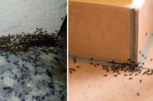 Kiến Làm Tổ Trong Nhà