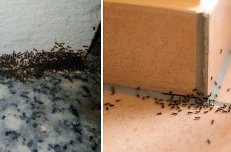 Kiến Làm Tổ Trong Nhà